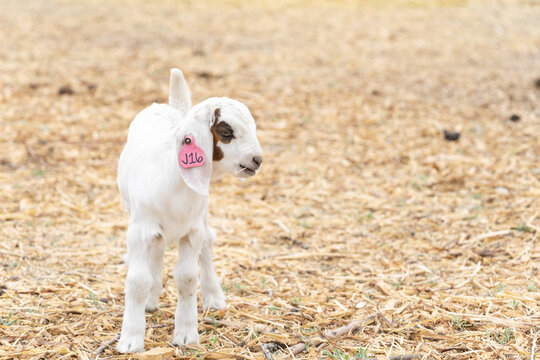 Baby goat walking around the farm