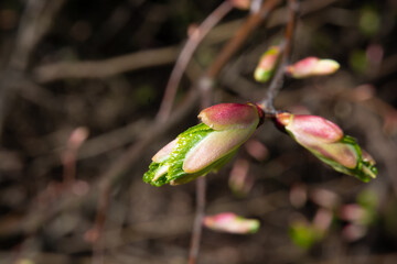 the arrival of spring buds bloom in disfocus with blurring the background for a collage