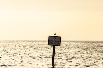 sign bird