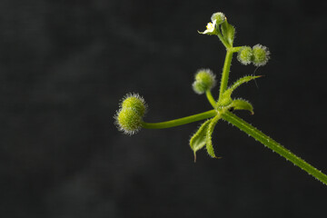 Seed pair on the Galium Aparine plant.
