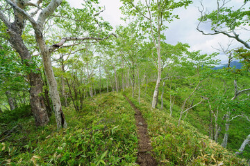 東ヌプカウシヌプリ登山道