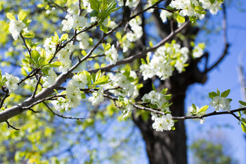Blossom cherry white small flowers, spring flowering orchard. Beautiful natural background. Tender cherry tree flowers with green leaves