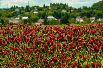 field of tulips