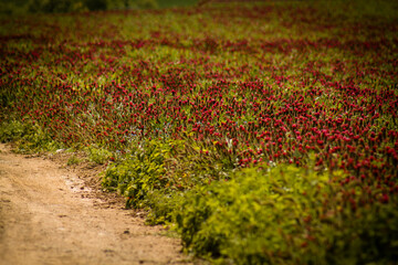 field of flowers