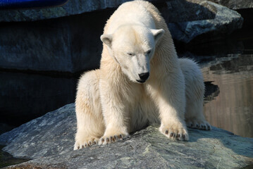 Obraz na płótnie Canvas tired and sad polar bear in zoo