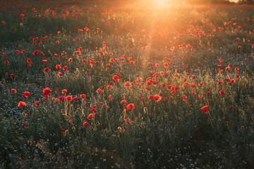 field of poppies in the sunset