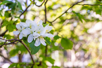 Blossom apple tree, white flowers of fruit tree. Spring orchard in bloom. Background wallpaper backdrop, branch of a blossoming apple tree