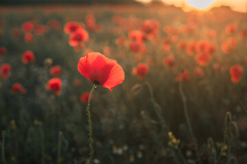 red poppy flowers