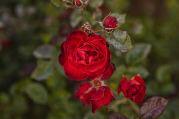 red rose in garden