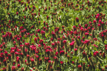 field of red tulips