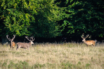 Red deer, red deer