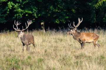 Red deer, red deer