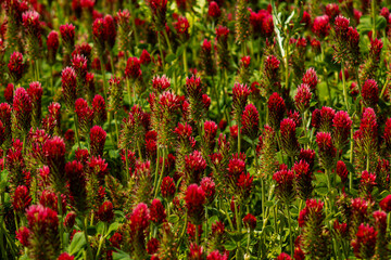 field of red tulips