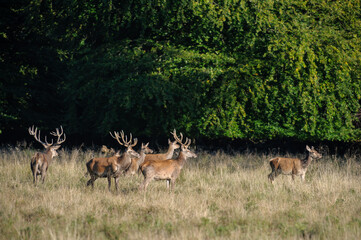 Red deer, red deer