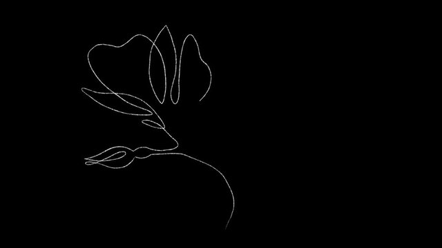 Self drawing simple animation of magnolia. One line drawing with transparency alpha. Single continuous flower drawing