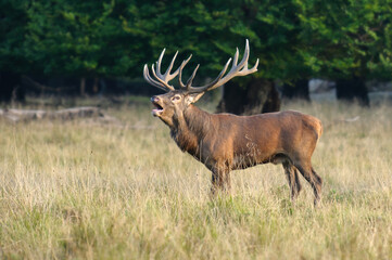 Red deer, red deer