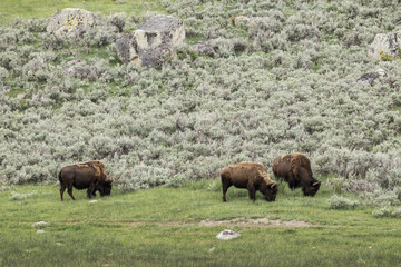 Three bison grazing on grass.