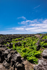 Fototapeta na wymiar Traditional vineyard landscape of Pico Island, Azores, Portugal
