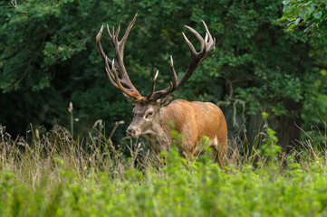 Red deer, red deer
