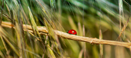 ladybug on grass
