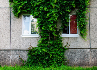 Windows entwined with ivy of a multi-house.