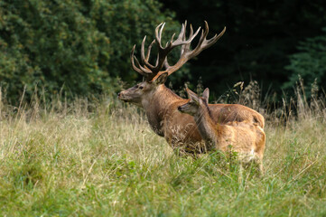 Red deer, red deer