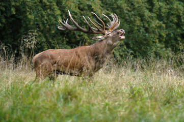 Red deer, red deer