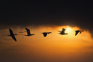 Cormorants Phalacrocorax carbo flying in a formation against the sunset sky