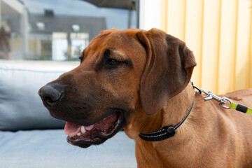 rhodesian ridgeback