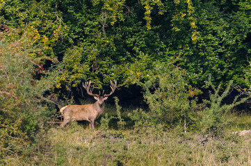 Red deer, red deer
