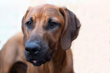 rhodesian ridgeback