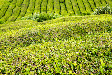 Growing green tea - a tea plantation in Sao Miguel Island, Azores, Portugal