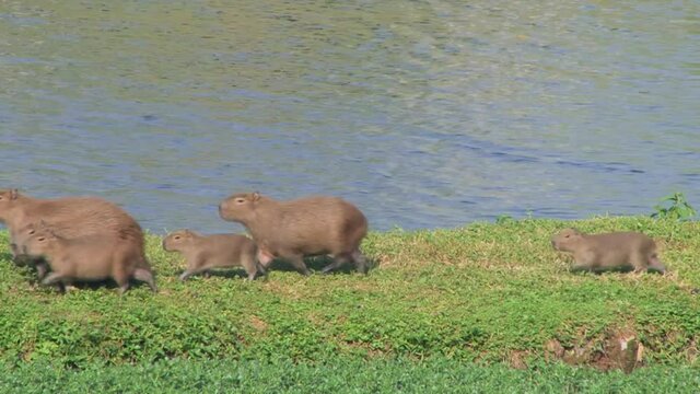Familia de capivaras - animal Brazil