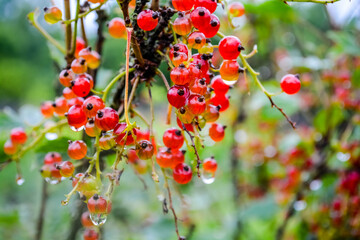 red currant