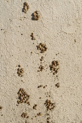 snail small in the south of France