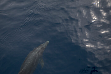 The Azores islands tourist attraction - dolphins watching. Close-up of dolphins swimming underwater