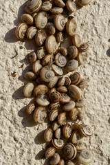 snail small in the south of France