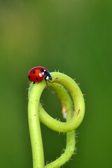 Beautiful ladybug on leaf defocused background