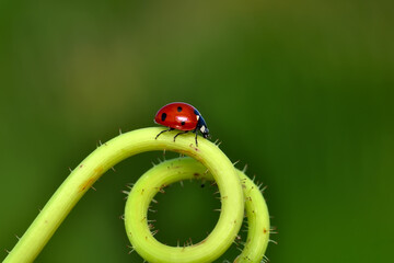 Beautiful ladybug on leaf defocused background