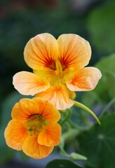 Nasturtium red - orange blossom