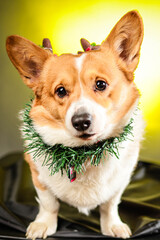 Corgi Christmas 