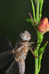 Macro shots, Beautiful nature scene dragonfly.   