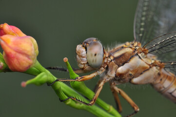 Macro shots, Beautiful nature scene dragonfly.   