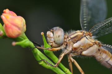 Macro shots, Beautiful nature scene dragonfly.   