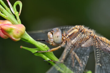 Macro shots, Beautiful nature scene dragonfly.   