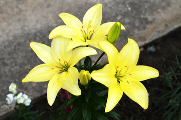 Obraz premium Lily flowers in a summer garden