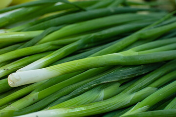 Background of macro of green onions. Fresh green onion grass.