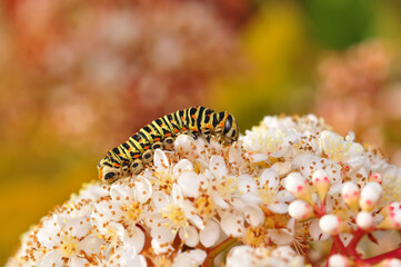 Obraz na płótnie Canvas Close up beautiful caterpillar of butterfly 