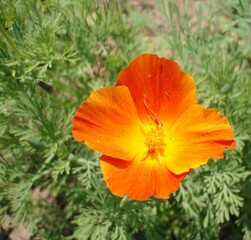 red poppy flower