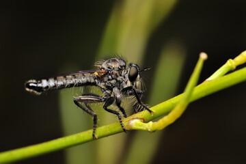 Macro shot of a robber fly in the garden